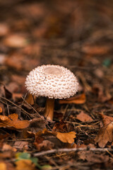 mushrooms in autumn forest. autumn time. fall season © byJan