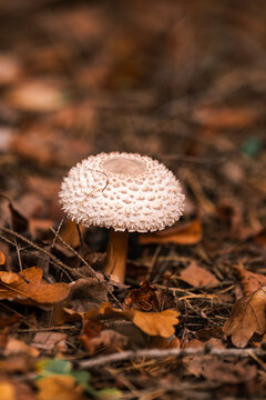 mushrooms in autumn forest. autumn time. fall season