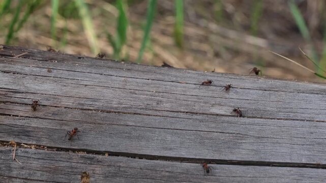 Multiple red forest ants crawling on an old wooden surface with soft blurred green background.