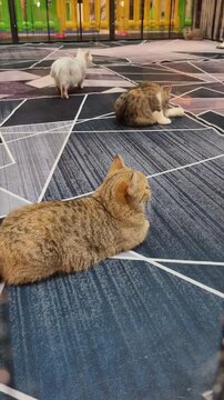 High-quality video footage. A cute golden tabby cat rests on a modern geometric carpet while other cats play inside a cozy indoor pet lounge