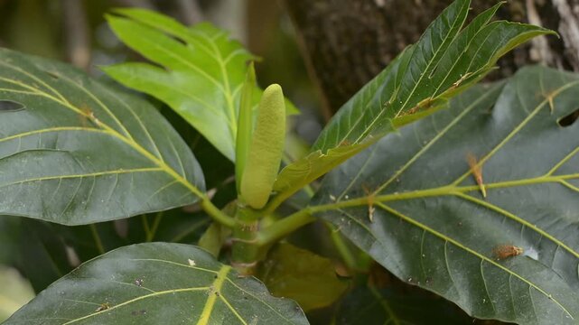 Young green breadfruit bud emerging among large tropical leaves
