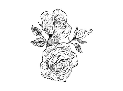 Hand Drawn Rose Flowers Sketch Vector Illustration Botanical Line Art