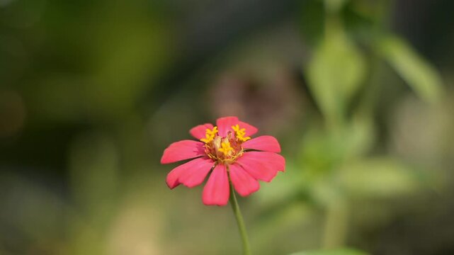Vibrant pink zinnia elegans blossom with yellow center
