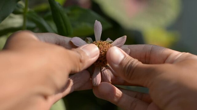 Gardener hands examining withered zinnia flower petals in garden
