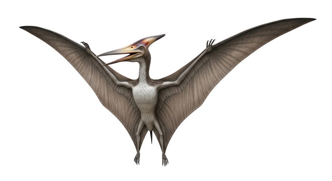 Flying Pterosaur with Large Wings Spread.
