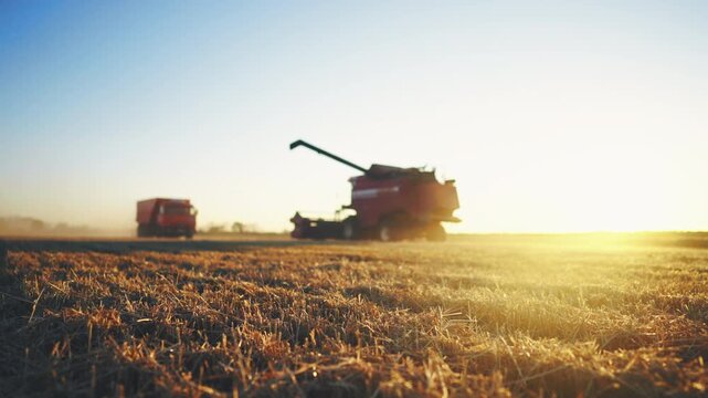 Modern agricultural machinery in fields in harvesting season, combines working. Traditional and innovative agronomy technologies, agribusiness in ecological region, amazing scenery in countryside
