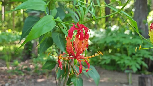 Vibrant fire lily gloriosa superba in bloom with striking colors.