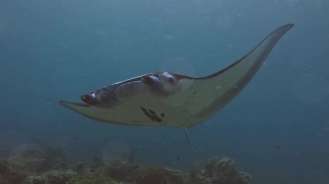 Manta Ray @ Komodo Island, Indonesia