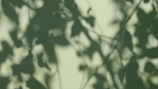 Sunlight abstract leafs and branch shadows on wind swaying silhouettes against textured green wall, blurred foliage background.