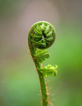 Young green fiddlehead fern spiral close up