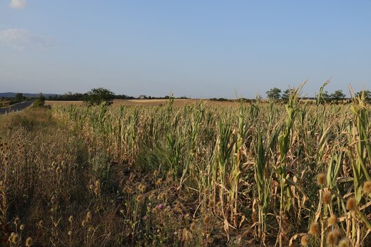 Dried teasel seed heads on a wild verge beside a drought-damaged maize field in late summer