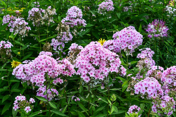 Obraz premium ピンク色の美しいフロックス / Beautiful Pink Phlox Flowers