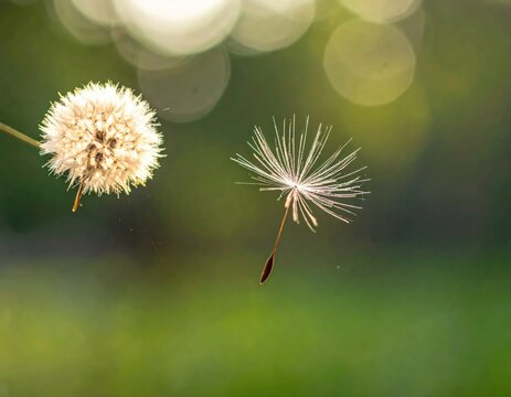 Dandelion seed head and floating seed in green field.