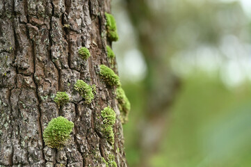 Fototapeta premium Detailed view of green moss growing on rough tree trunk bark with blurry natural bokeh background and copy space. Great for ecological designs, headers, and nature backdrops.