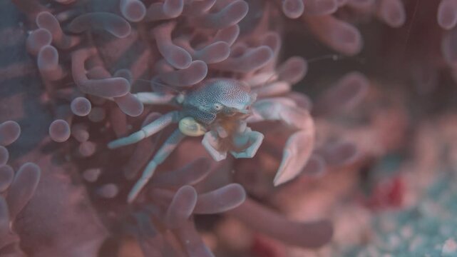 Porcelain Crab @ Bohol, The Philippines