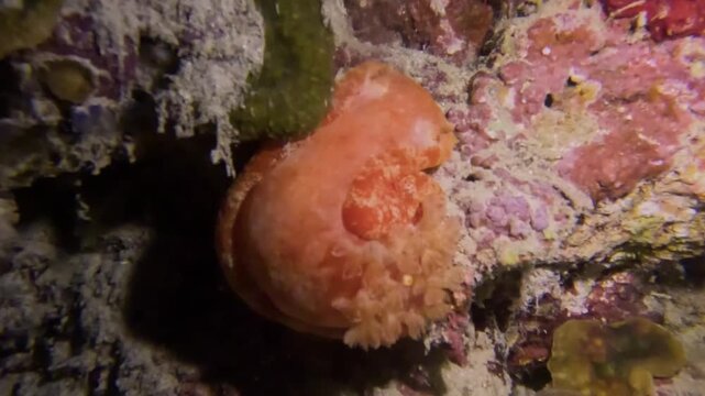 Red Spanish Dancer @ Moalboal, The Philippines