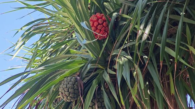A tropical Pandan fruit or Pandanus Hala fruit.