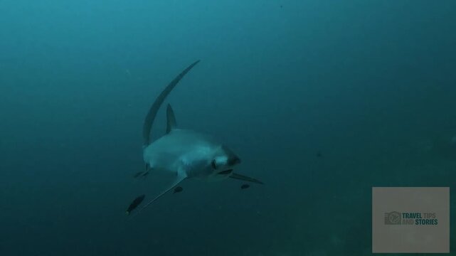 Thresher shark @ Malapascua, The Philippines