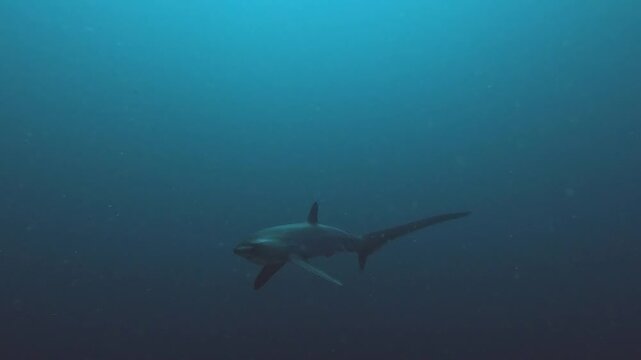 Thresher shark @ Malapascua, The Philippines