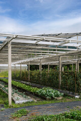 Naklejka premium Agrivoltaic farming system combining elevated solar panels with vegetable cultivation, producing renewable energy while providing partial shade and improving agricultural land-use efficiency.
