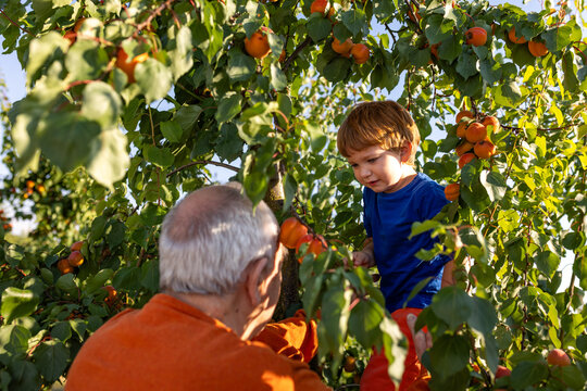 Grandfather and grandson pick fresh apricots from a tree in summer