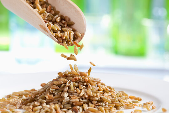 Spelt grains pouring from wooden scoop, close up