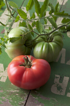 Three brandywine tomatoes (Solanum lycopersicum), studio shot