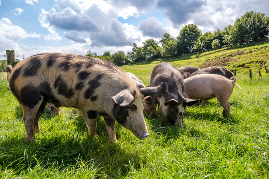 Bentheimer pigs graze on a green meadow in Germany
