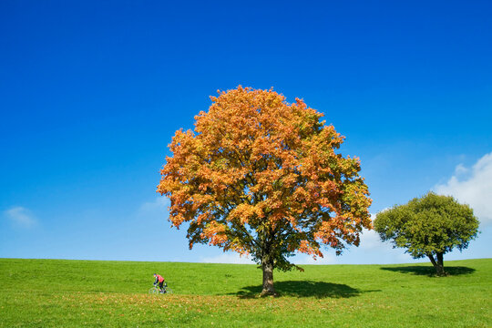 Germany, Bavaria, autumnal maple tree