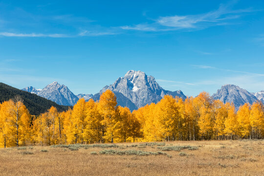 USA, Wyoming, Rocky Mountains, Teton Range, Grand Teton National Park, Mount Moran and aspens in autumn