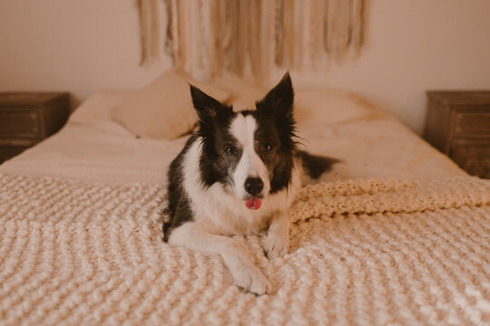 Border collie dog resting on a cozy bed in a bedroom