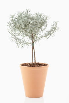 Curry plant in flower pot on white background