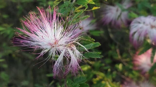 Calliandra eriophylla Pink Fairy Duster Flower With Delicate Pink And White Filaments On Green Foliage