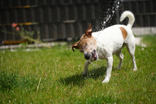 Wet Jack Russell Terrier dog shaking off water on lawn