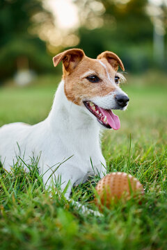 Jack Russell terrier dog panting on grass at hot day
