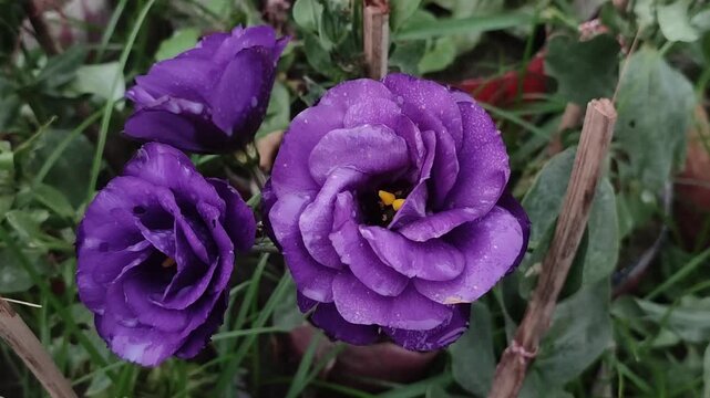 Eustoma grandiflorum Purple Lisianthus Flowers With Water Droplets Blooming In A Garden Pot