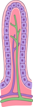Cross section of an intestinal villus with epithelial cells and capillary network.