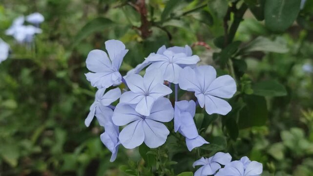 Plumbago auriculata Cape Leadwort With Clusters Of Delicate Blue Flowers And Green Leaves In A Garden