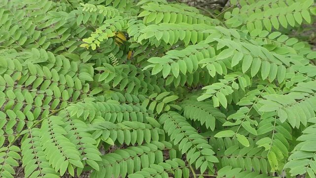 Senna siamea Siamese Cassia Leaves With Fresh Green Compound Foliage And Natural Botanical Texture