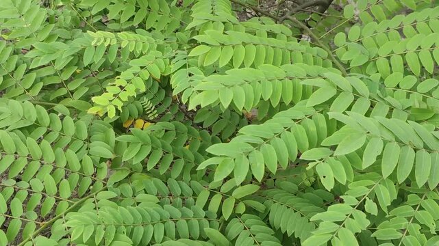 Senna siamea Siamese Cassia Leaves With Dense Green Compound Foliage In A Natural Garden Setting