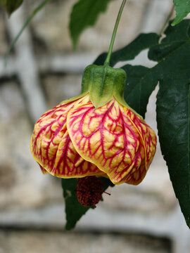 Close Up Redvein Abutilon (Bunga Raya Tanglung) Callianthe picta Showing Yellow Petals With Red Veins With a Blurred Background