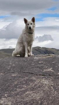 White Swiss Shepherd Dog or Berger Blanc Suisse sits on a large boulder covered with ancient petroglyphs.
