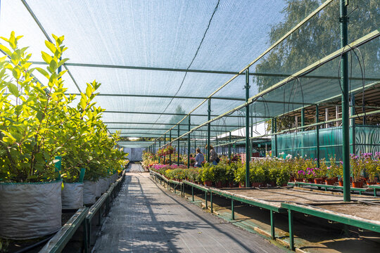 Rows of healthy potted plants in greenhouse setting