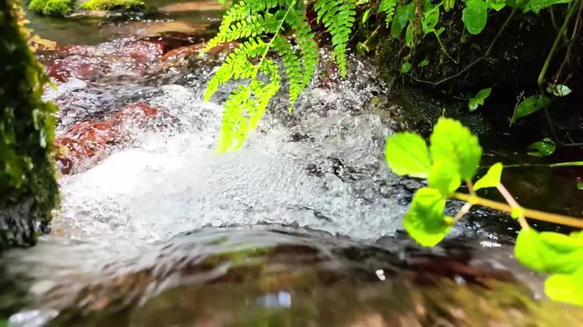 江津湖に流れる湧き水