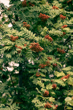 Muted summer nature background with branches of a rowan tree with lush green pinnate leaves and orange-red berries, vertical image.