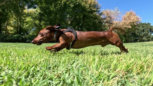A happy purebred brown dachshund dog runs at full speed across a green park lawn in smooth slow motion on a sunny day
