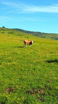 Domestic cattle graze on a lush green meadow, embodying serene agriculture. The expansive pasture under clear skies highlights rural tranquility, ideal for agricultural promotions.