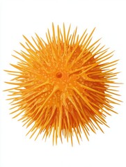 Obraz premium Bright Orange Sea Urchin Isolated On White Background With Detailed Spines And Radial Symmetry