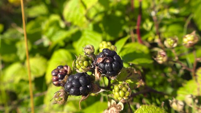 Extreme close up of wild blackberries, also known as dewberries, ripening on a bramble bush during a sunny day. The green leaves and bright sunlight create a soft, blurry background