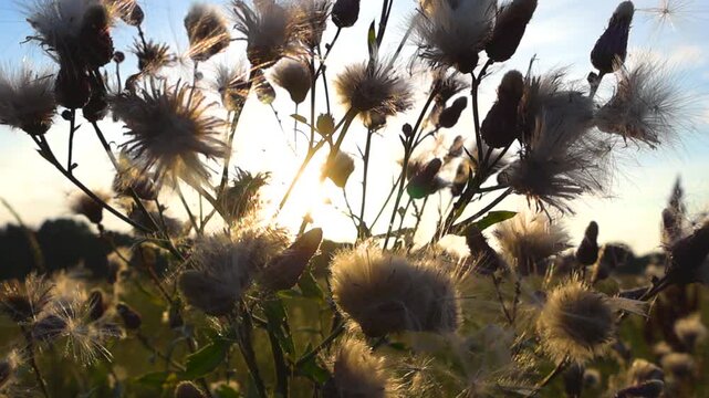 Fluffy creeping thistle seed heads backlit by the golden hour sun, dispersing and floating in the breeze across a tranquil farm field with a beautiful bokeh background